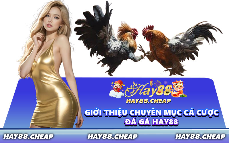 Giới Thiệu Chuyên Mục Cá Cược Đá Gà HAY88
